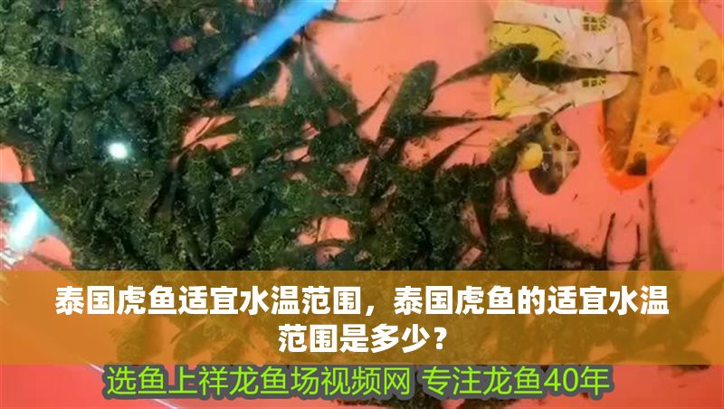 泰國虎魚適宜水溫范圍，泰國虎魚的適宜水溫范圍是多少？
