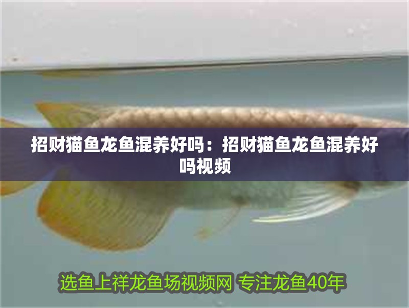 招財貓魚龍魚混養好嗎：招財貓魚龍魚混養好嗎視頻