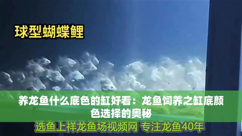 養龍魚什么底色的缸好看：龍魚飼養之缸底顏色選擇的奧秘
