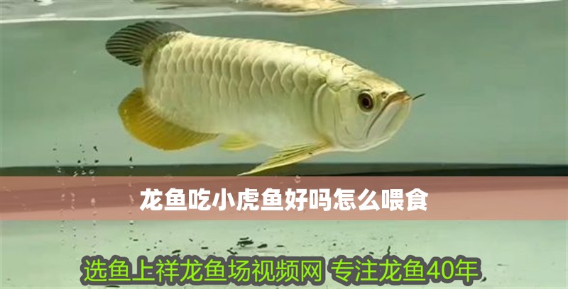 龍魚吃小虎魚好嗎怎么喂食