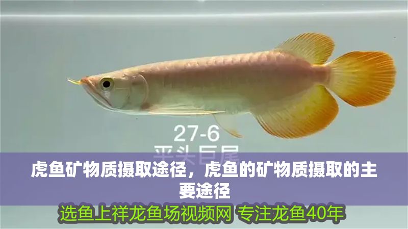 虎魚礦物質(zhì)攝取途徑，虎魚的礦物質(zhì)攝取的主要途徑