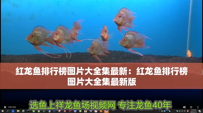 紅龍魚排行榜圖片大全集最新：紅龍魚排行榜圖片大全集最新版