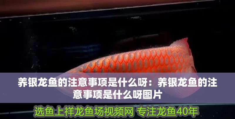 養銀龍魚的注意事項是什么呀：養銀龍魚的注意事項是什么呀圖片