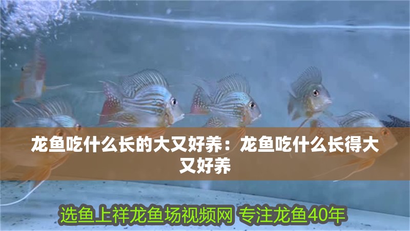 龍魚吃什么長的大又好養：龍魚吃什么長得大又好養 龍魚吃什么長的大又好養：龍魚吃什么長得大又好養 龍魚百科 第1張