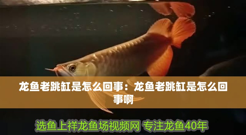 龍魚老跳缸是怎么回事：龍魚老跳缸是怎么回事啊