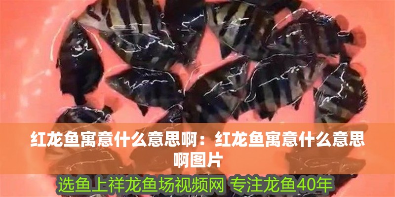 紅龍魚寓意什么意思啊：紅龍魚寓意什么意思啊圖片