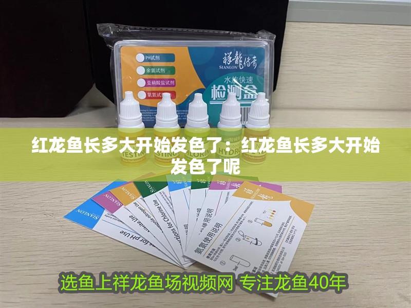 紅龍魚長多大開始發色了：紅龍魚長多大開始發色了呢