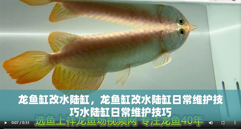 龍魚缸改水陸缸，龍魚缸改水陸缸日常維護技巧水陸缸日常維護技巧
