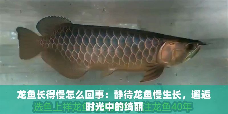 龍魚長得慢怎么回事：靜待龍魚慢生長，邂逅時光中的綺麗