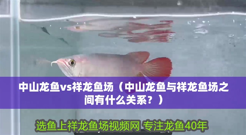 <strong><mark>中山</mark></strong>龍魚vs祥龍魚場（<strong><mark>中山</mark></strong>龍魚與祥龍魚場之間有什么關系？）