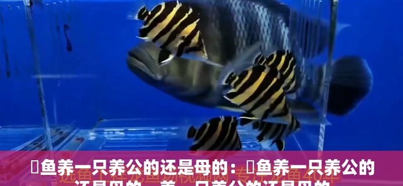 魟魚養一只養公的還是母的：魟魚養一只養公的還是母的，養一只養公的還是母的