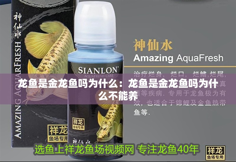 龍魚(yú)是金龍魚(yú)嗎為什么：龍魚(yú)是金龍魚(yú)嗎為什么不能養(yǎng)