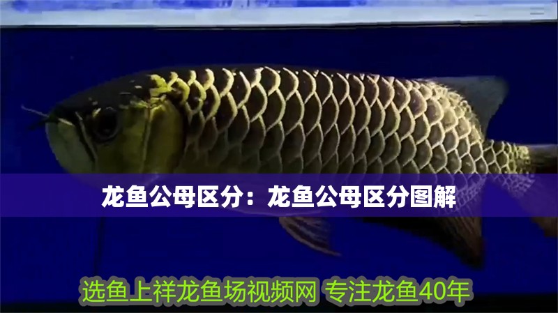 龍魚公母區(qū)分：龍魚公母區(qū)分圖解