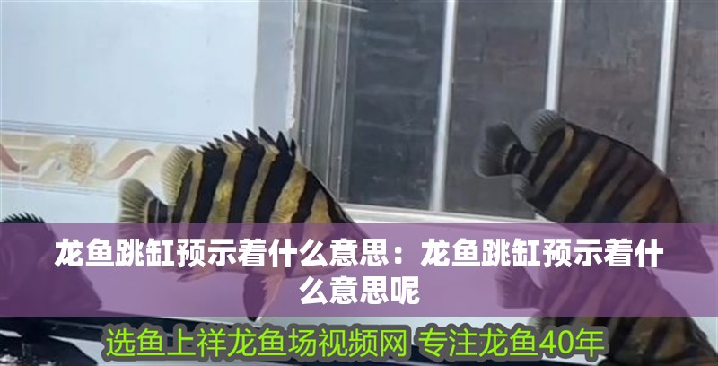 龍魚跳缸預示著什么意思：龍魚跳缸預示著什么意思呢