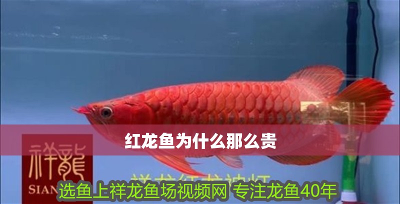 紅龍魚為什么那么貴