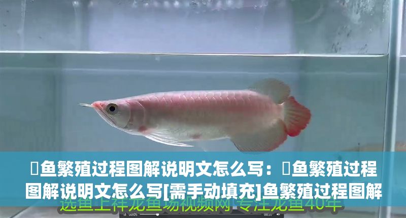 魟魚繁殖過程圖解說明文怎么寫：魟魚繁殖過程圖解說明文怎么寫[需手動填充]魚繁殖過程圖解說明