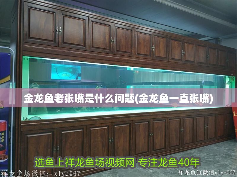 金龍魚老張嘴是什么問題(金龍魚一直張嘴)