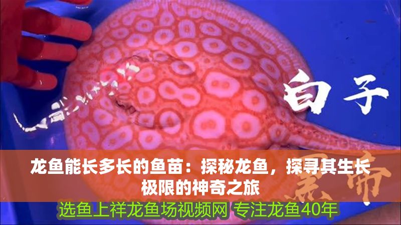 龍魚能長多長的魚苗：探秘龍魚，探尋其生長極限的神奇之旅