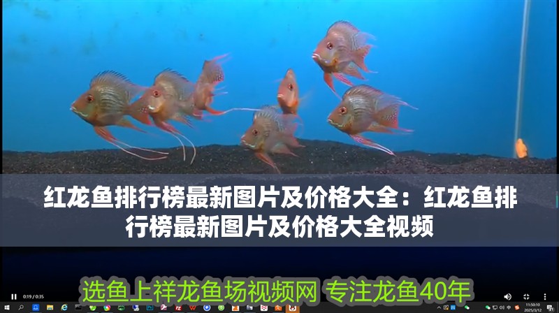 紅龍魚排行榜最新圖片及價格大全：紅龍魚排行榜最新圖片及價格大全視頻