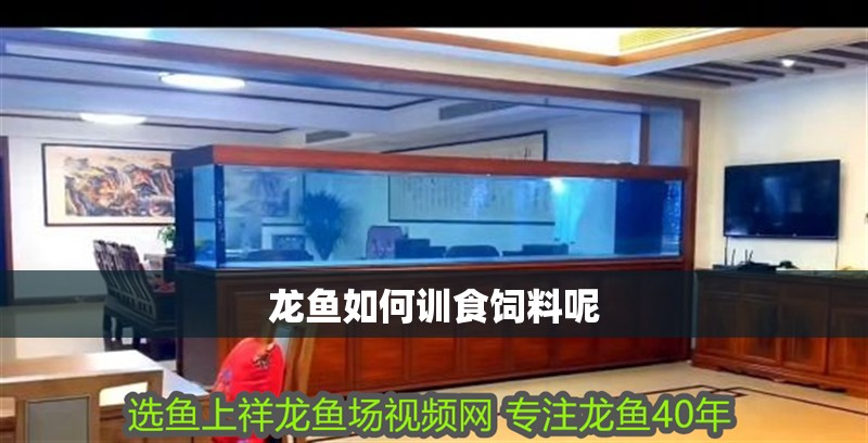 龍魚如何訓食飼料呢