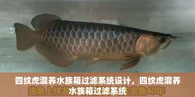 四紋虎混養水族箱過濾系統設計,四紋虎混養水族箱過濾系統 虎魚百科 第1張 四紋虎混養水族箱過濾系統設計,四紋虎混養水族箱過濾系統 四紋虎混養水族箱過濾系統設計,四紋虎混養水族箱過濾系統 虎魚百科 第1張