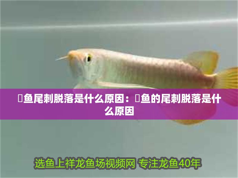 魟魚尾刺脫落是什么原因：魟魚的尾刺脫落是什么原因