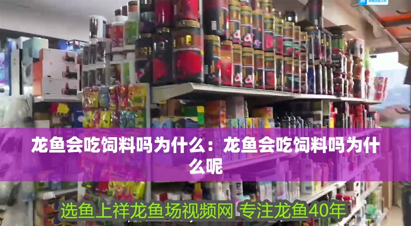 龍魚會吃飼料嗎為什么：龍魚會吃飼料嗎為什么呢