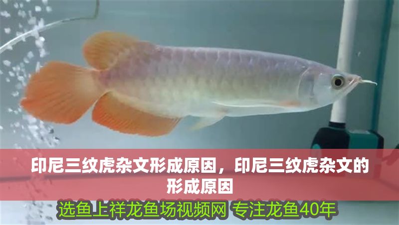 印尼三紋虎雜文形成原因，印尼三紋虎雜文的形成原因 印尼三紋虎雜文形成原因，印尼三紋虎雜文的形成原因 虎魚百科 第2張