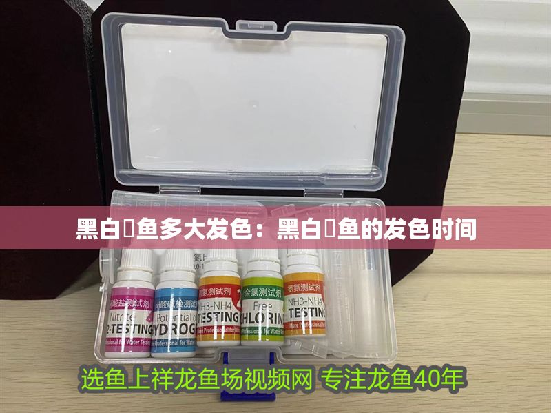 黑白魟魚多大發(fā)色：黑白魟魚的發(fā)色時(shí)間