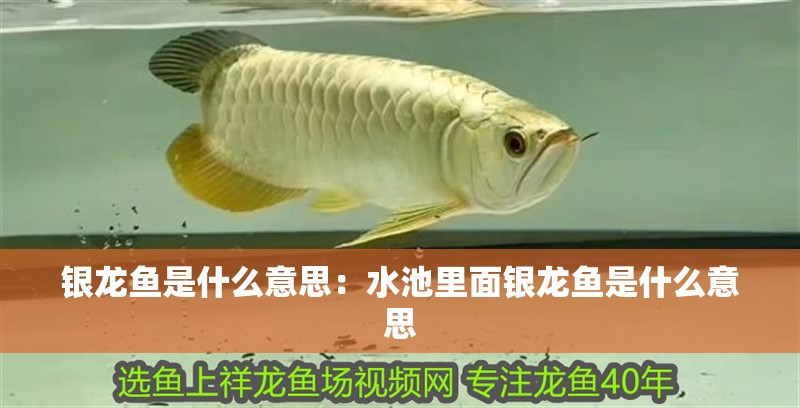 銀龍魚是什么意思：水池里面銀龍魚是什么意思