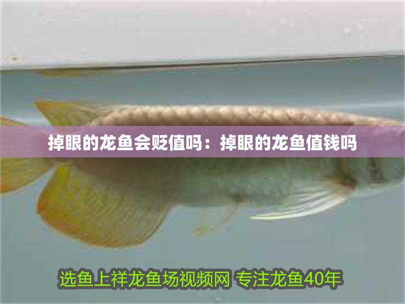 掉眼的龍魚會貶值嗎：掉眼的龍魚值錢嗎