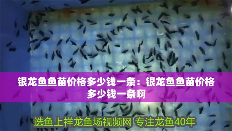 銀龍魚魚苗價格多少錢一條：銀龍魚魚苗價格多少錢一條啊