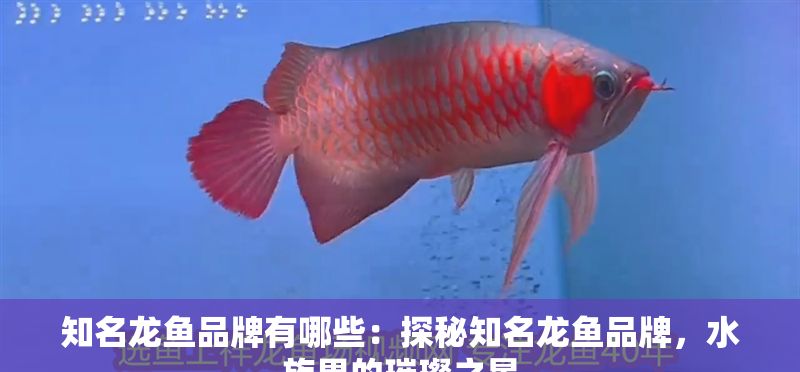 知名龍魚(yú)品牌有哪些：探秘知名龍魚(yú)品牌，水族界的璀璨之星