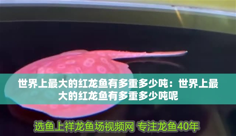 世界上最大的紅龍魚有多重多少噸：世界上最大的紅龍魚有多重多少噸呢