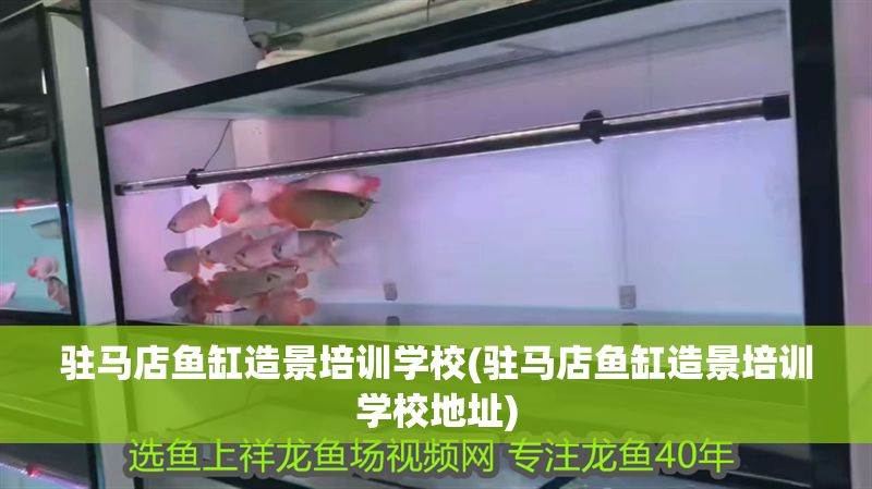 駐馬店魚缸造景培訓學校(駐馬店魚缸造景培訓學校地址)