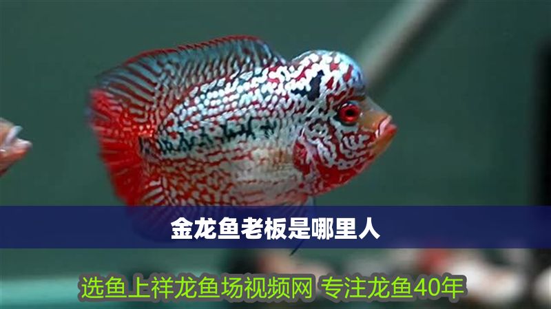 金龍魚老板是哪里人