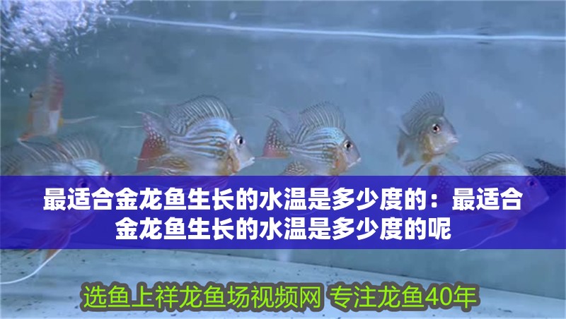 最適合金龍魚生長的水溫是多少度的：最適合金龍魚生長的水溫是多少度的呢