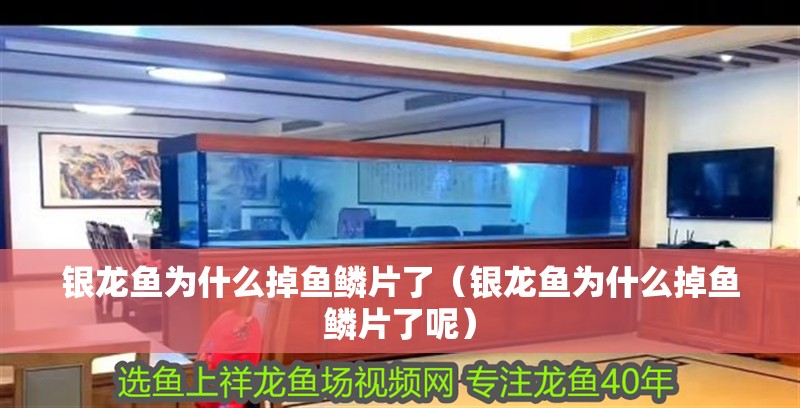 銀龍魚為什么掉魚鱗片了（銀龍魚為什么掉魚鱗片了呢）