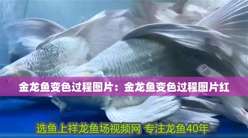 金龍魚變色過程圖片：金龍魚變色過程圖片紅