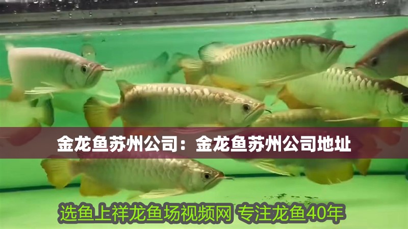 金龍魚蘇州公司：金龍魚蘇州公司地址