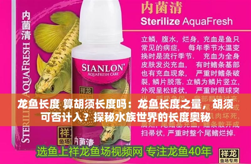 龍魚長度 算胡須長度嗎：龍魚長度之量，胡須可否計入？探秘水族世界的長度奧秘