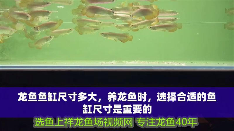 龍魚魚缸尺寸多大，養龍魚時，選擇合適的魚缸尺寸是重要的