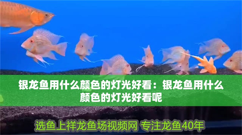 銀龍魚用什么顏色的燈光好看：銀龍魚用什么顏色的燈光好看呢