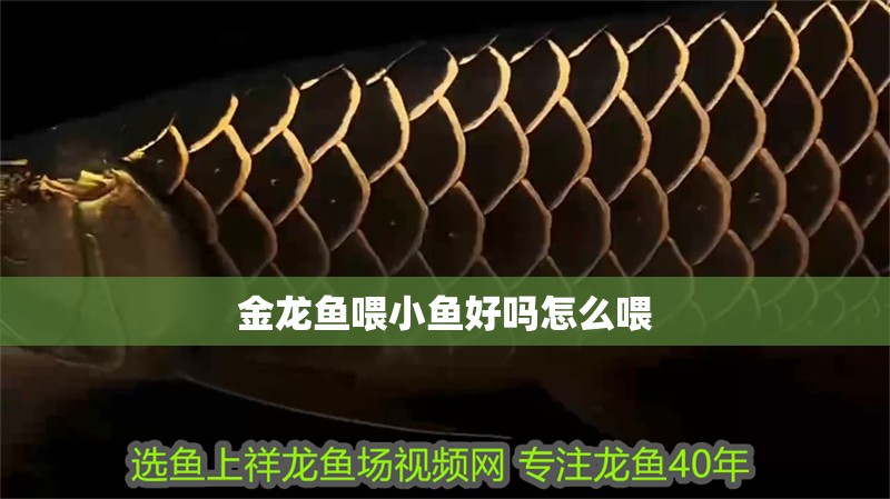 金龍魚喂小魚好嗎怎么喂