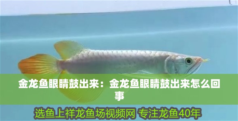 金龍魚(yú)眼睛鼓出來(lái)：金龍魚(yú)眼睛鼓出來(lái)怎么回事