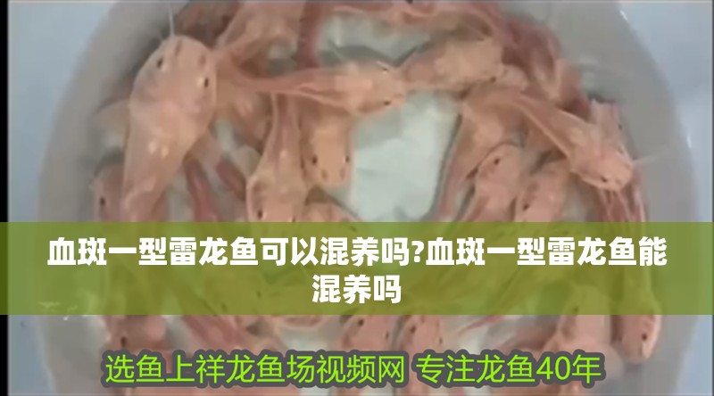 血斑一型雷龍魚(yú)可以混養(yǎng)嗎?血斑一型雷龍魚(yú)能混養(yǎng)嗎