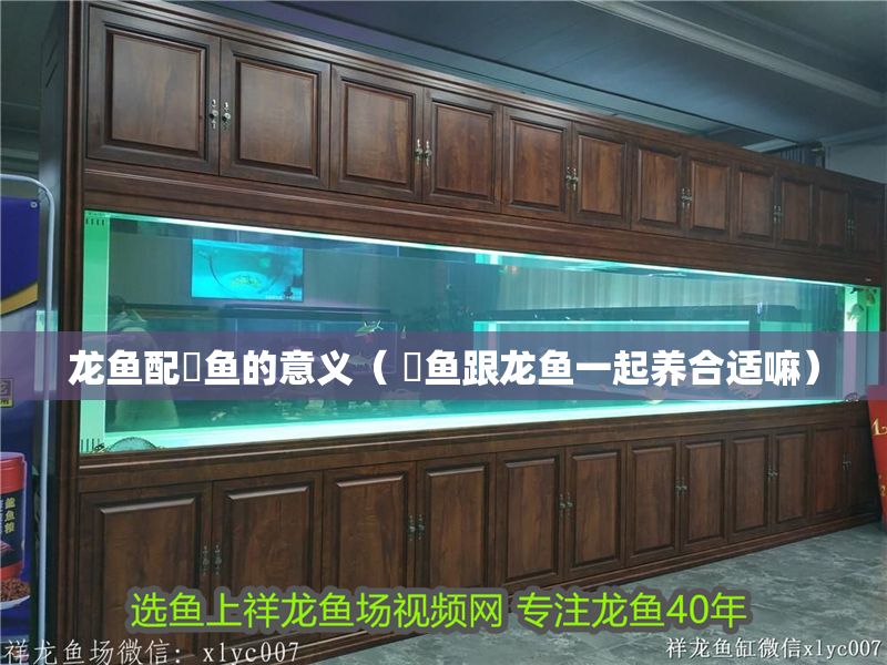龍魚配魟魚的意義（ 魟魚跟龍魚一起養合適嘛）
