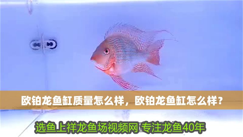 歐鉑龍魚缸質(zhì)量怎么樣，歐鉑龍魚缸怎么樣？