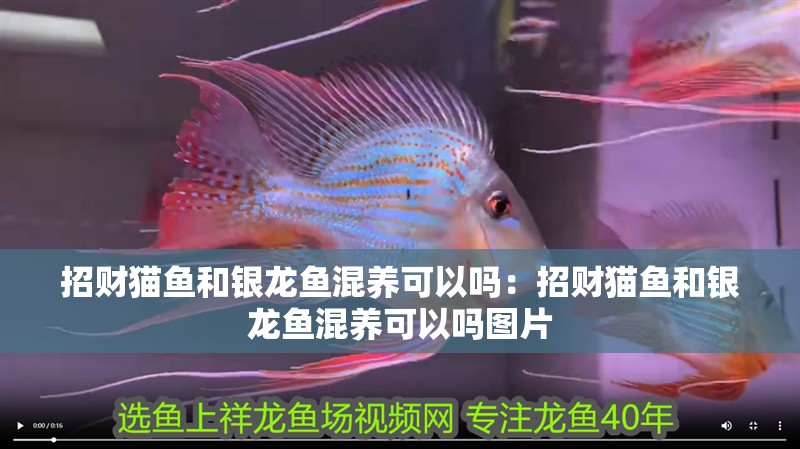 招財(cái)貓魚和銀龍魚混養(yǎng)可以嗎：招財(cái)貓魚和銀龍魚混養(yǎng)可以嗎圖片