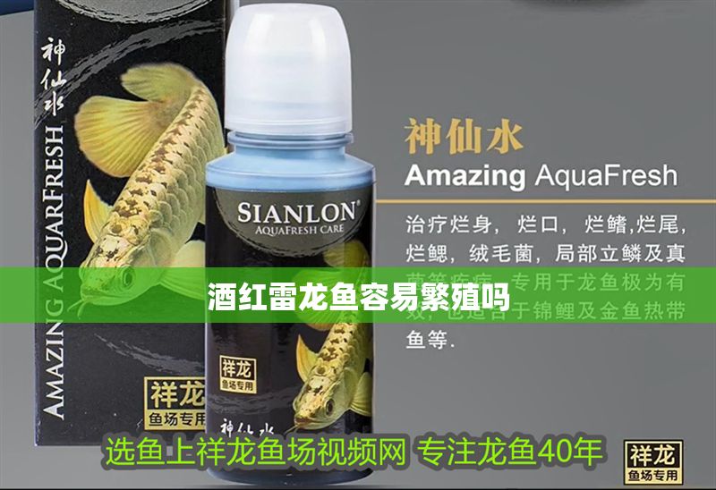 酒紅雷龍魚容易繁殖嗎